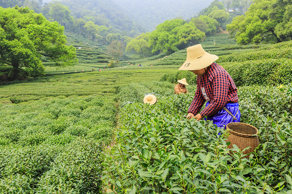 Savoring Sips of Health: The Benefits of Black Tea, Green Tea, Pu'erh Tea, and Mulberry Tea in Twrl Milk Tea